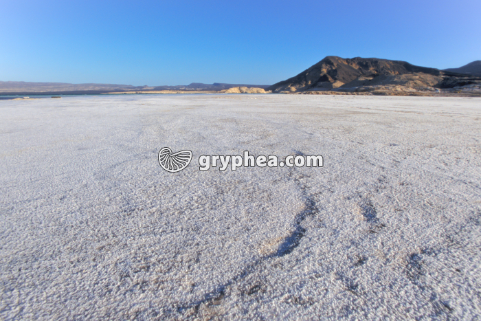 Ecosystème lac salé (Lac Assal - Djibouti) - gryphea.com